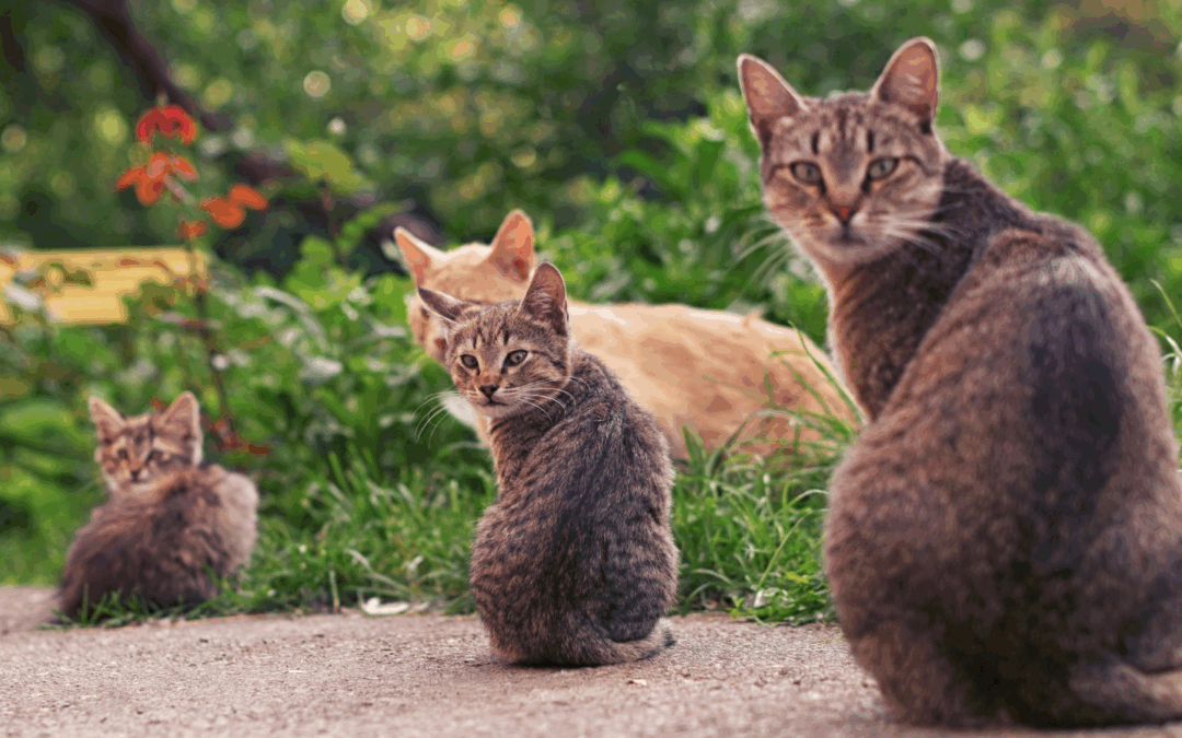 Apple Valley Offers New Programs to Support Pet Health and Control Feral Cat Population