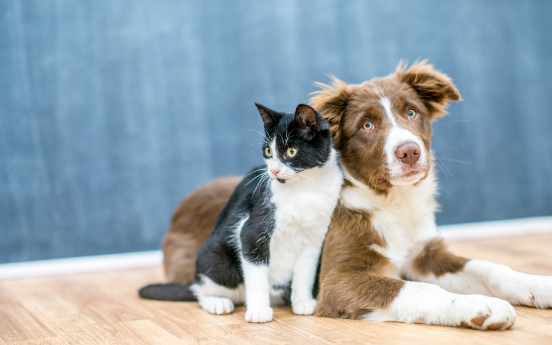 Hesperia Animal Shelter Offering Free Pet Microchipping Through June
