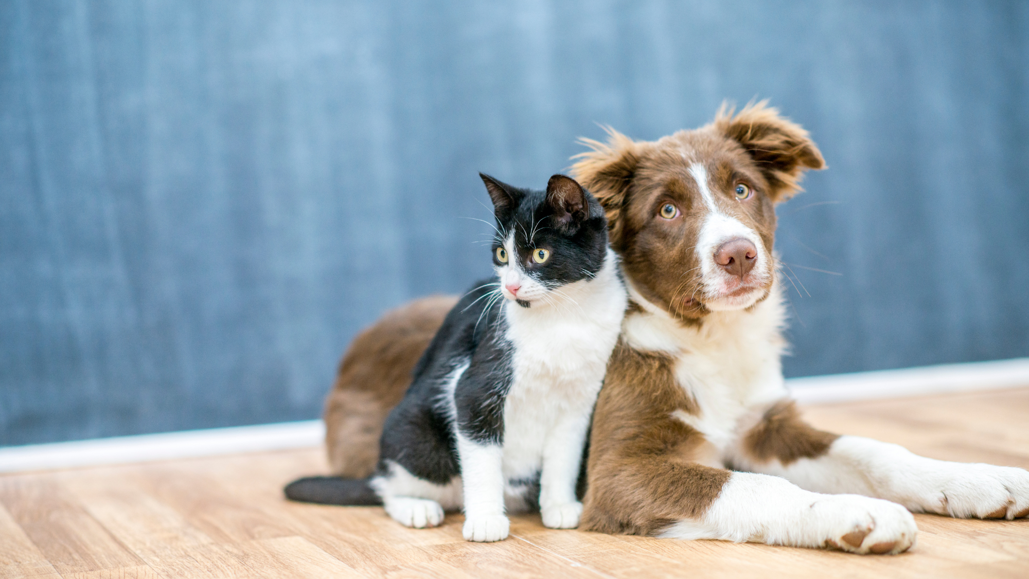 Microchip A black-and-white kitten sits beside a brown and white puppy on a wooden floor, both looking alert in front of a soft blue background.