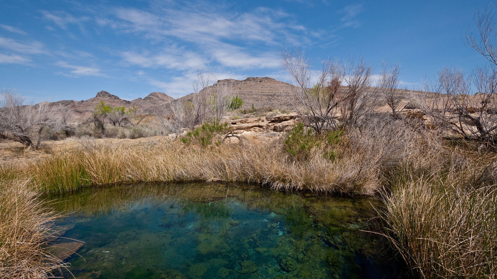MojaveWaterProject A clear desert spring forms a small pool surrounded by tall grasses, shrubs, and sparse trees, with rugged mountains rising in the background beneath a bright blue sky.