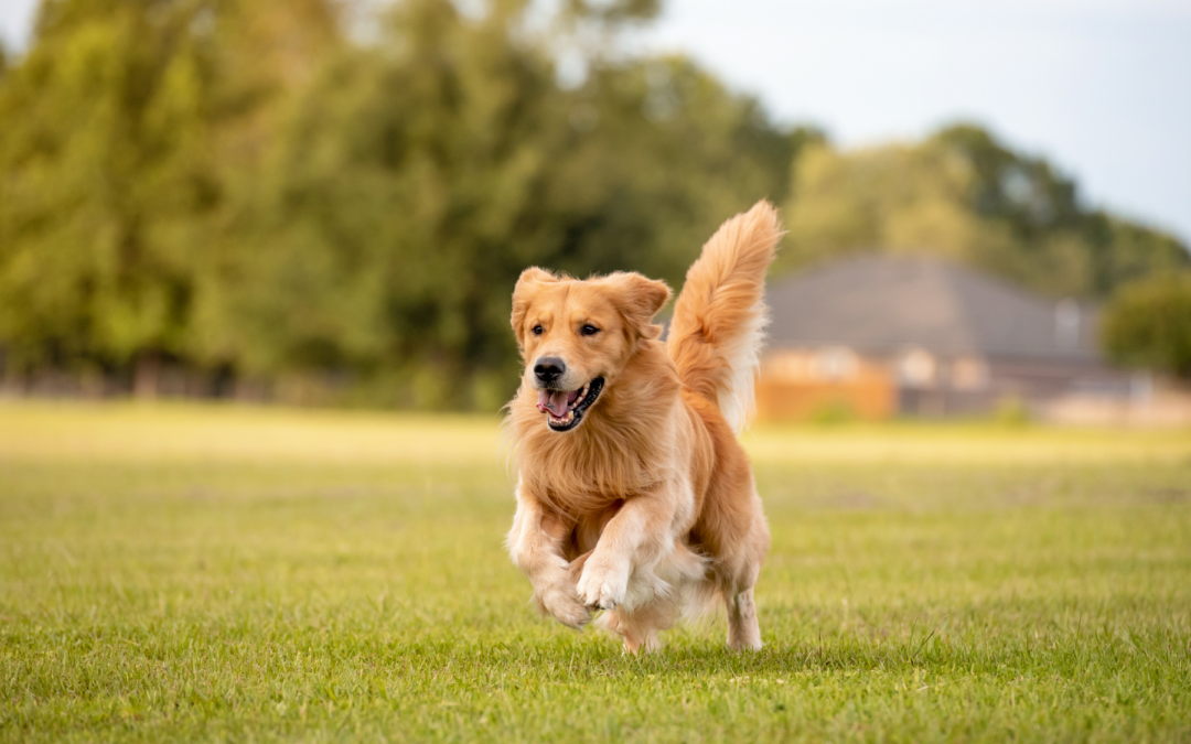 Victorville Launches New Online Pet Licensing and Lost Pet Recovery Program