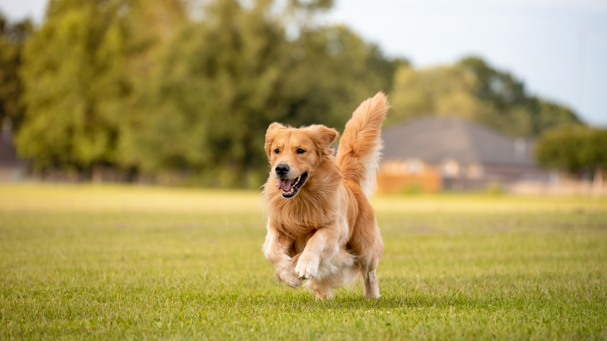 A happy golden retriever runs across a grassy park with its tail raised and mouth open, surrounded by trees and an out-of-focus neighborhood in the background.