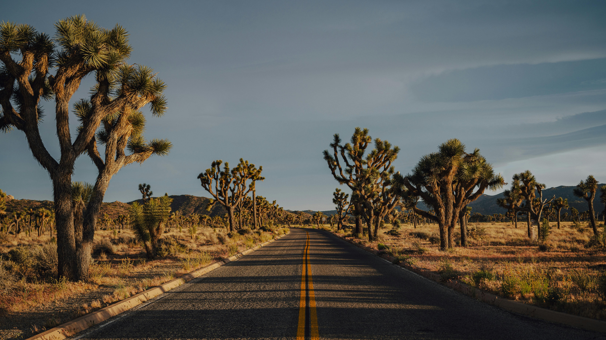 JoshuaTree A two lane road lined with Joshua Trees on either side.