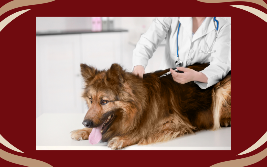 Low-Cost Pet Vaccine Clinic